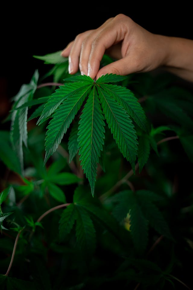 Débloquez le Potentiel Curatif du Cannabis Médical